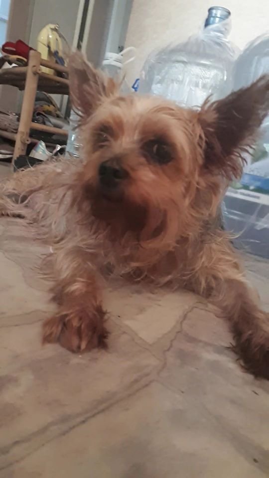 В Днепре пропало много животных: помогите найти 2