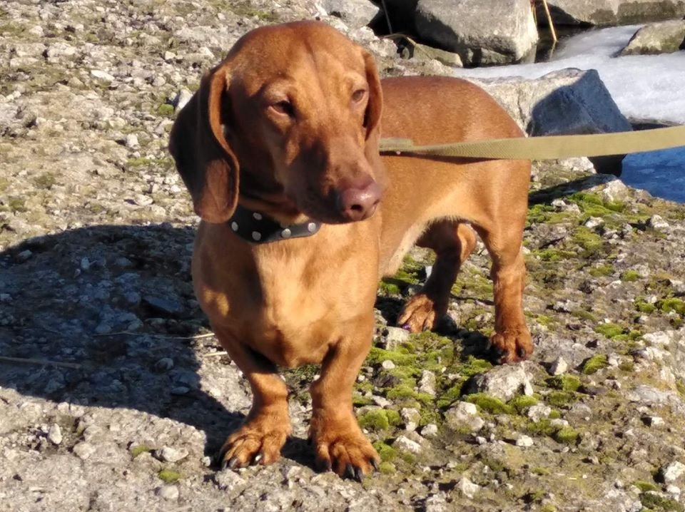 В Днепре пропало много животных: помогите найти 3