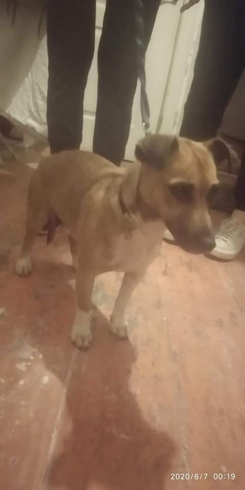 В Днепре пропало много животных: помогите найти 6