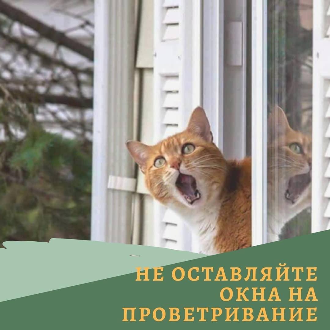 Почему нельзя оставлять на проветривание окна в квартире, где есть коты 1