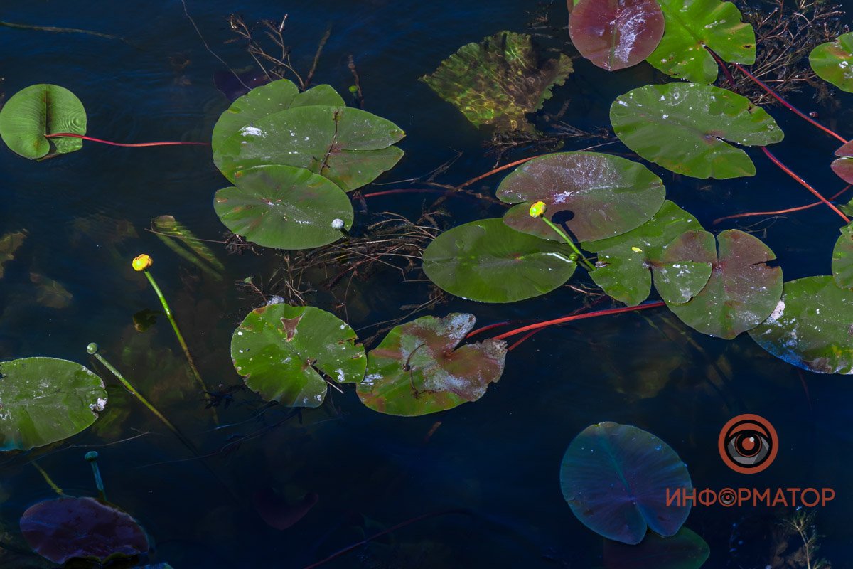 На тропку сверни из пшеницы, Почувствуй, как тихо вокруг,