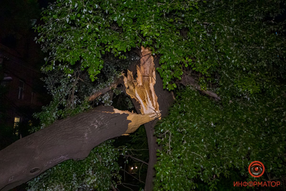 Предварительно, дерево сломалось от старости Предварительно, дерево сломалось от старости
