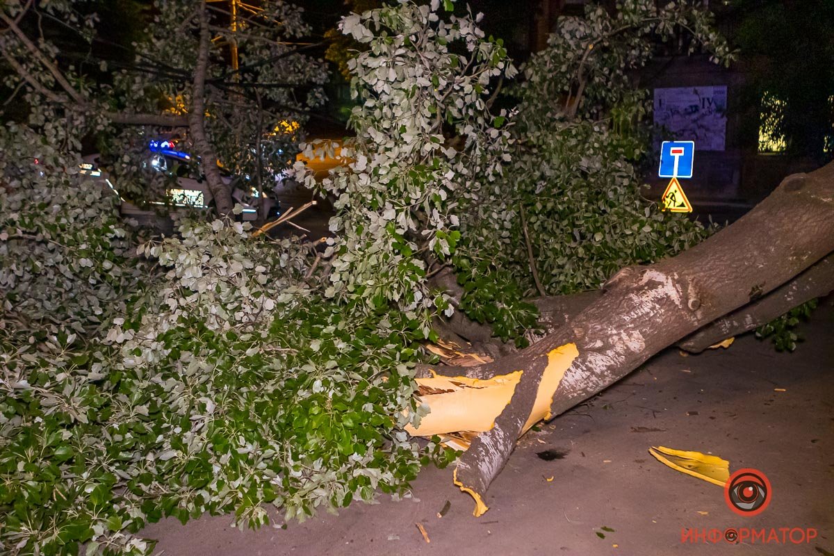 Ветки легли поперек улицы Паторжинского, заблокировав проезд Ветки легли поперек улицы Паторжинского, заблокировав проезд