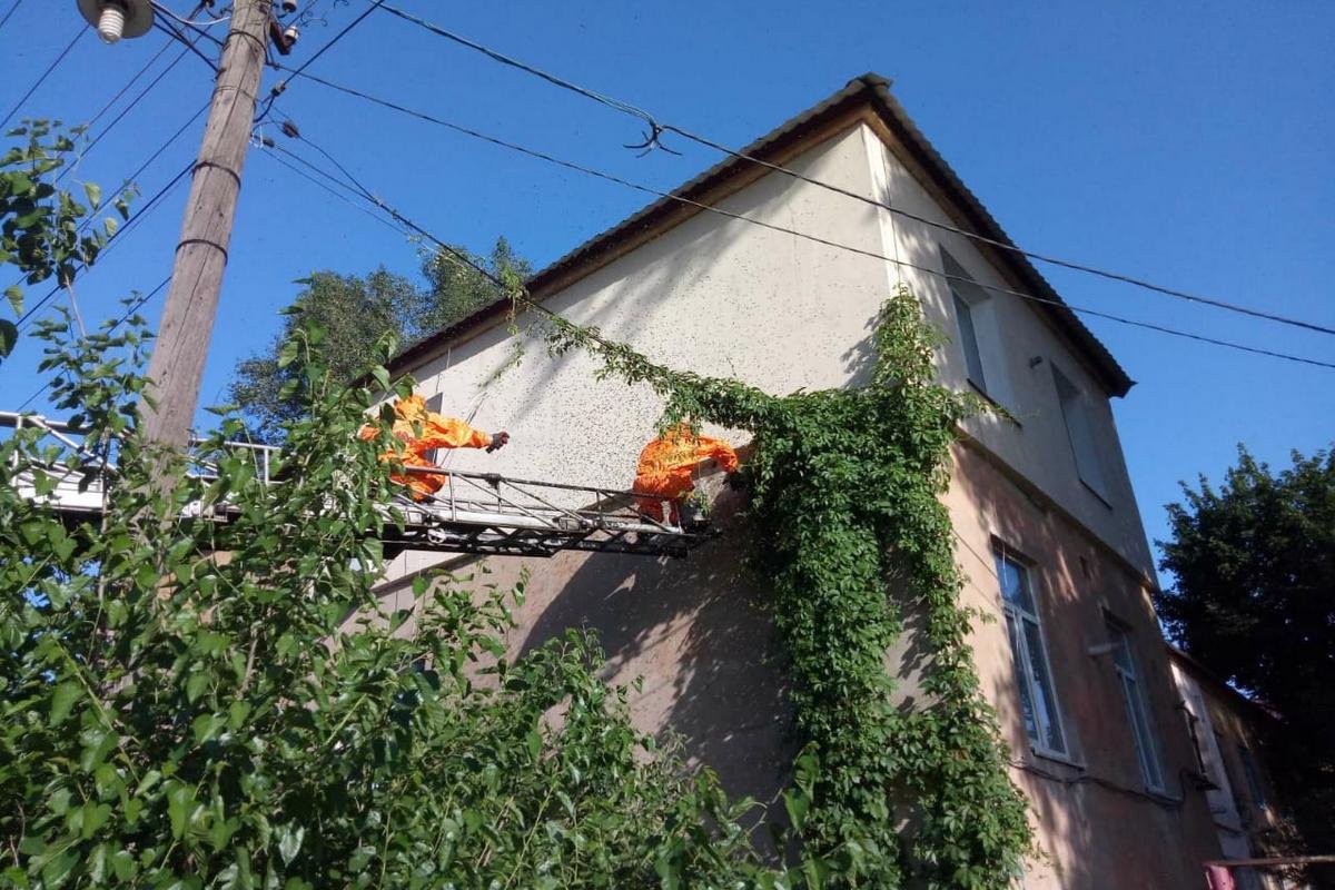 Насекомых выпустили за городом Насекомых выпустили за городом