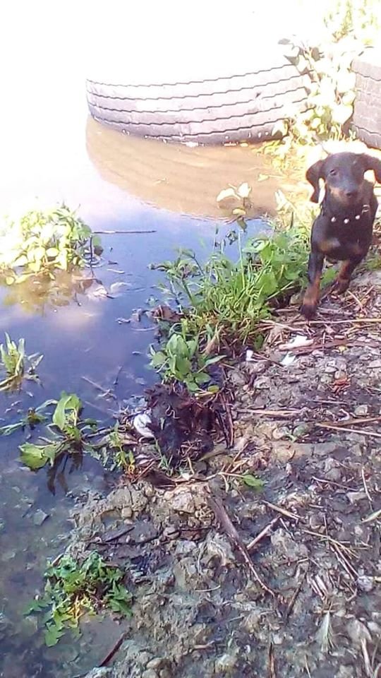 В Днепре пропало много животных: помогите найти 1