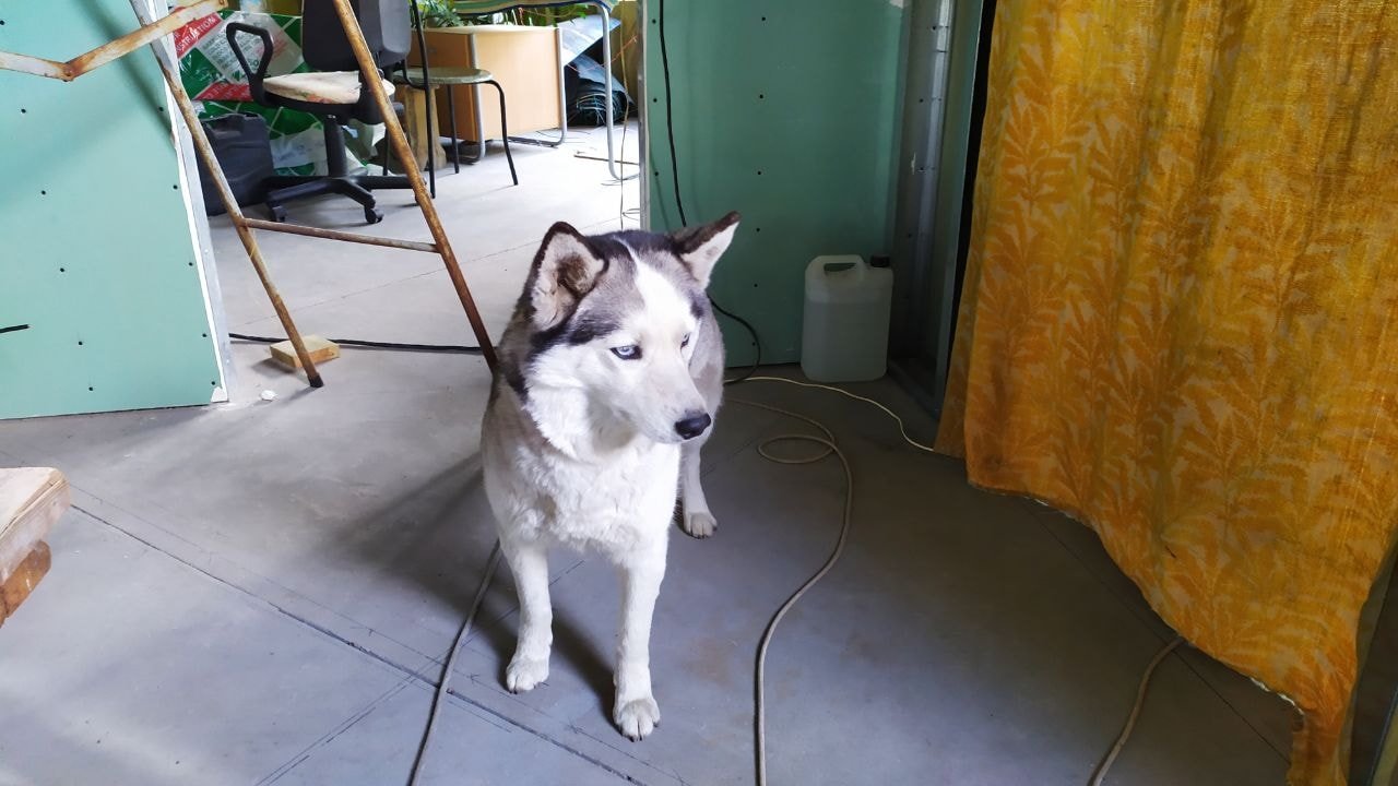 В Днепре пропало много животных: помогите найти 2