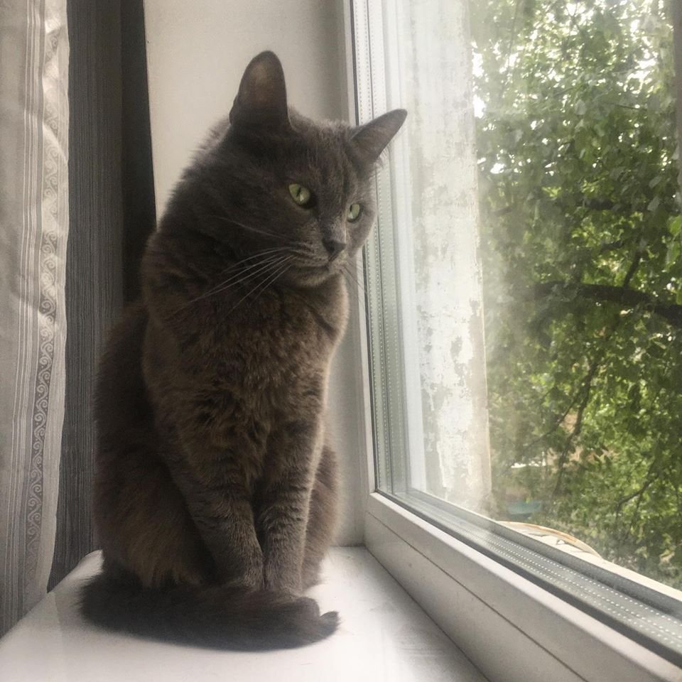 В Днепре пропало много животных: помогите найти 3