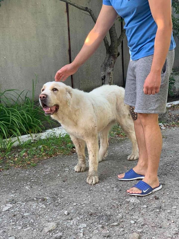 В Днепре пропало много животных: помогите найти 4