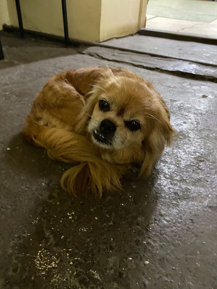 В Днепре пропало много животных: помогите найти 5