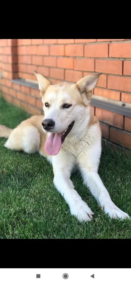 В Днепре пропало много животных: помогите найти 6