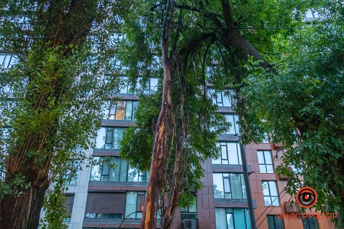 Высота ветки - 12 метров Высота ветки - 12 метров