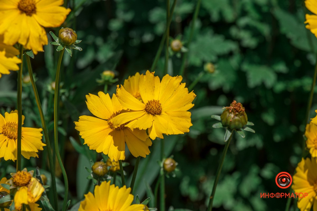 В Днепре после дождя расцвели цветы 1