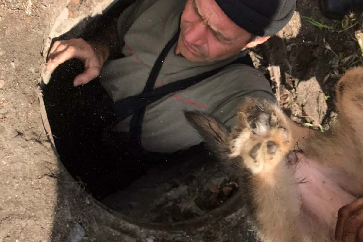 Спасатели достали щеночка и передали в руки хозяину