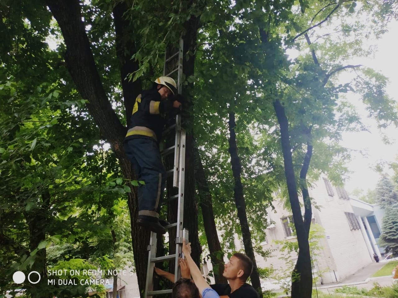 В Днепре спасали котенка, который застрял на дереве на высоте 6 метров 2
