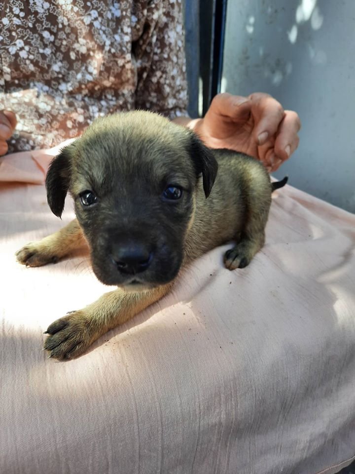 В Днепре волонтерам под ворота подбросили 20 больных щенков: нужна помощь 1