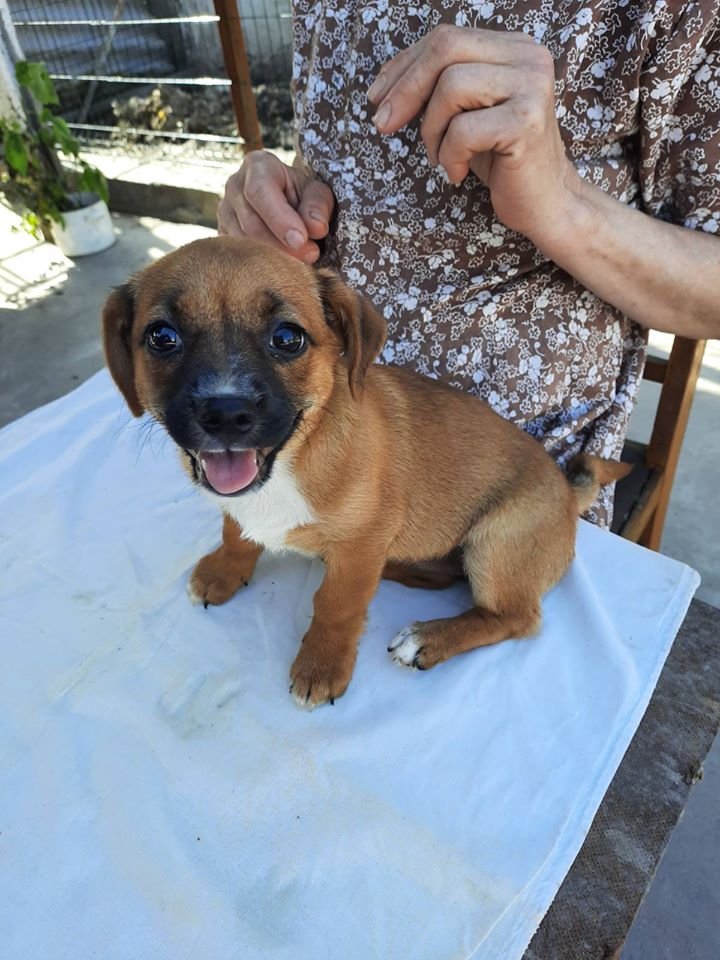 В Днепре волонтерам под ворота подбросили 20 больных щенков: нужна помощь 2