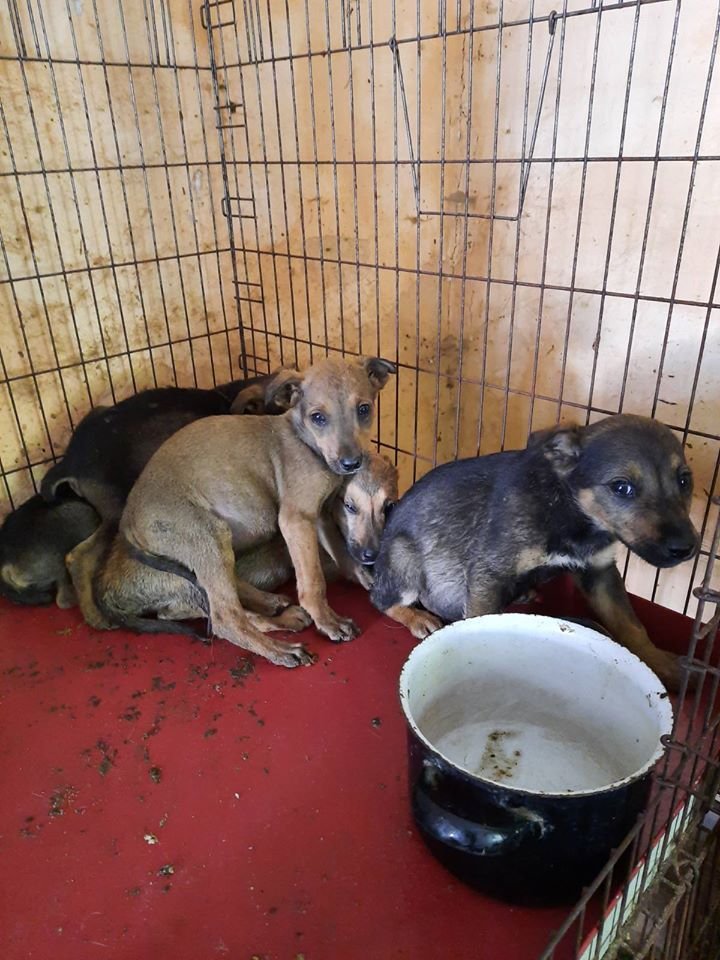 В Днепре волонтерам под ворота подбросили 20 больных щенков: нужна помощь 3