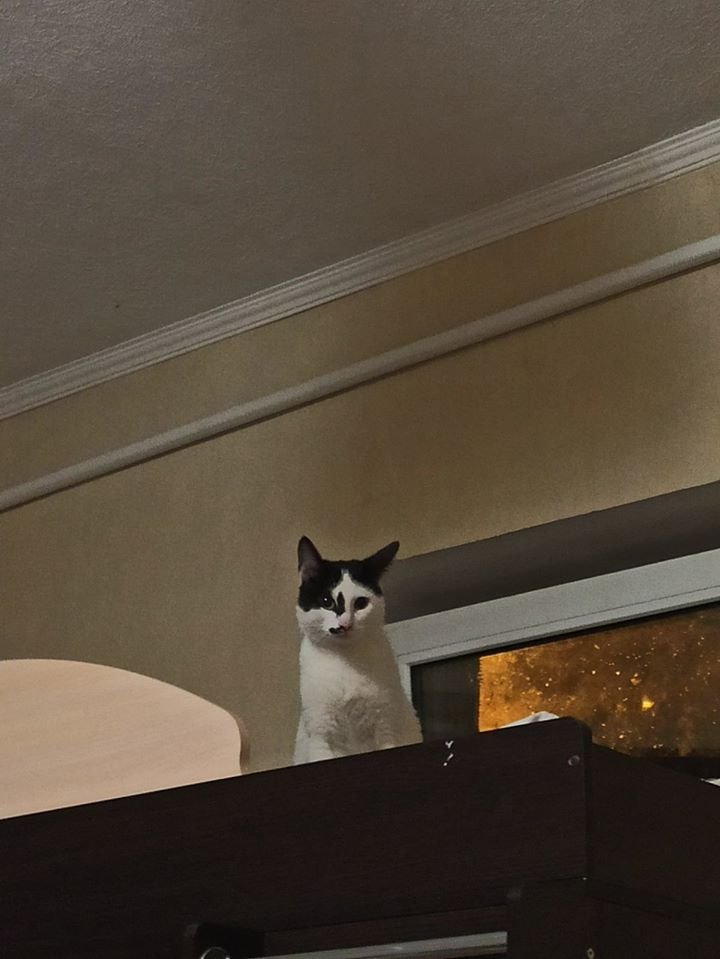 В Днепре пропало много животных: помогите найти 1