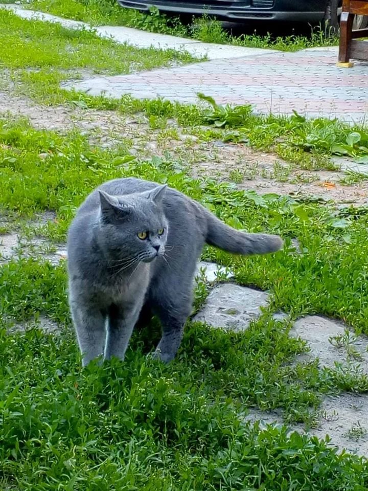 В Днепре пропало много животных: помогите найти 2