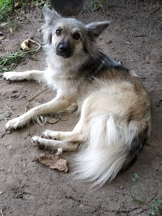 В Днепре пропало много животных: помогите найти 3