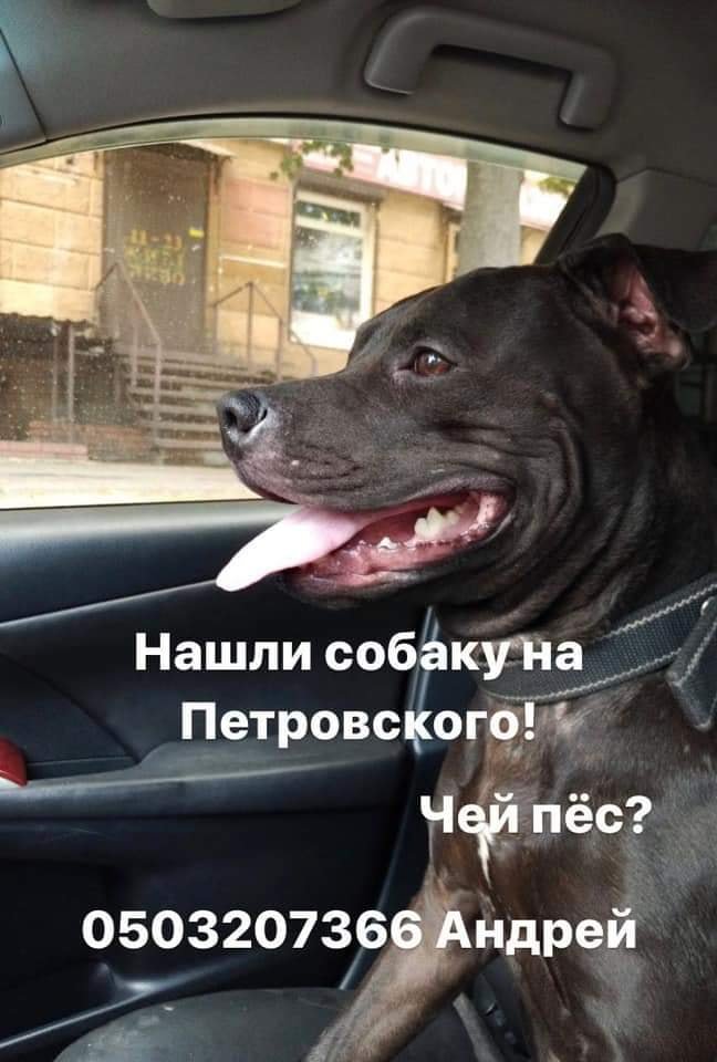 В Днепре пропало много животных: помогите найти 4