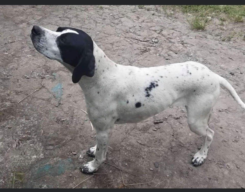 В Днепре пропало много животных: помогите найти 5