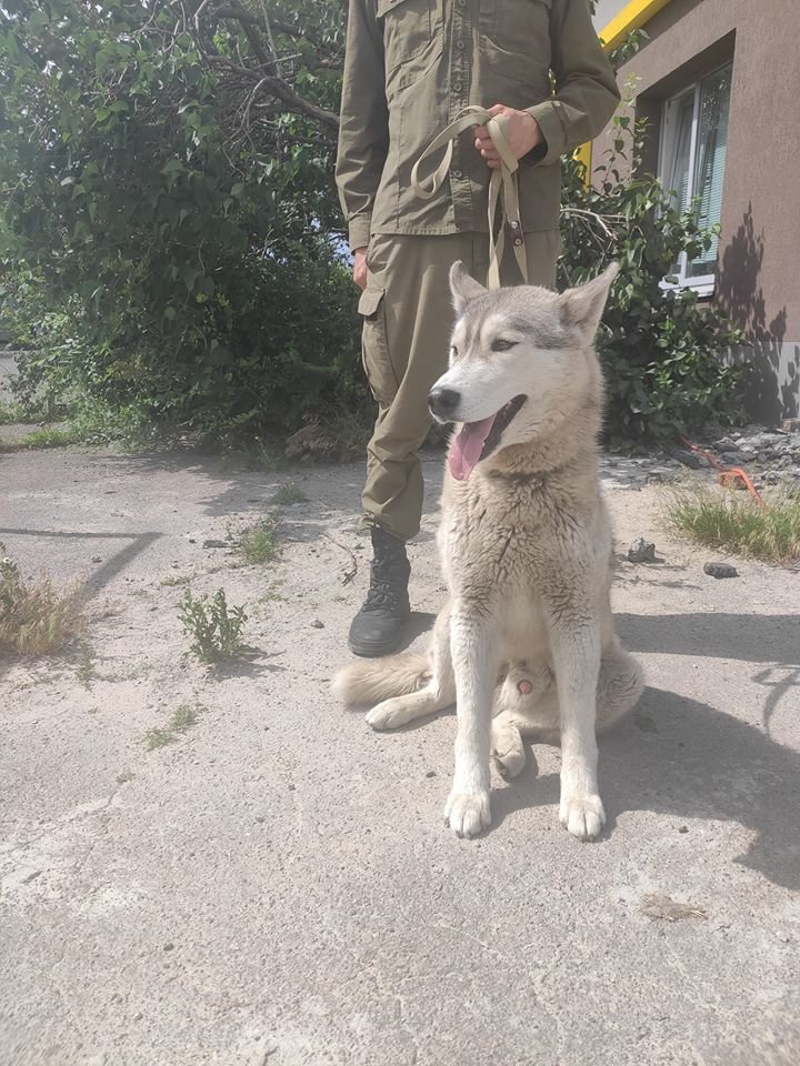 В Днепре пропало много животных: помогите найти 6