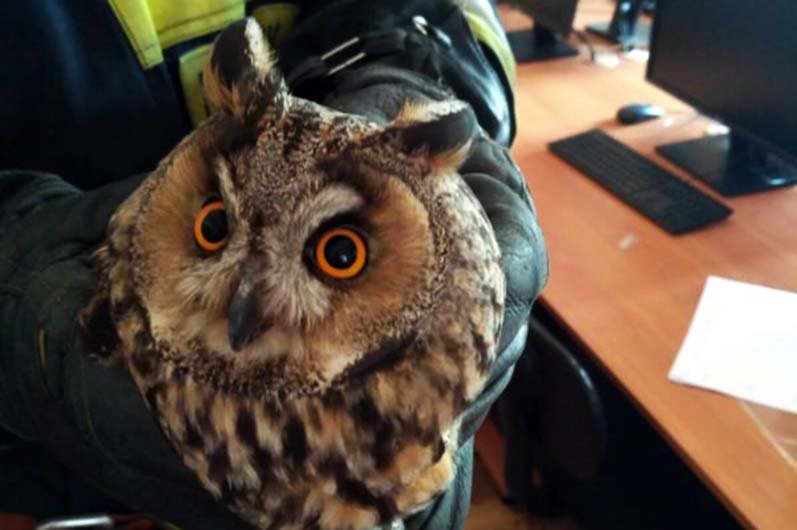 В Днепре на Паникахи сова застряла между стенкой и оконным проемом и поранилась 1