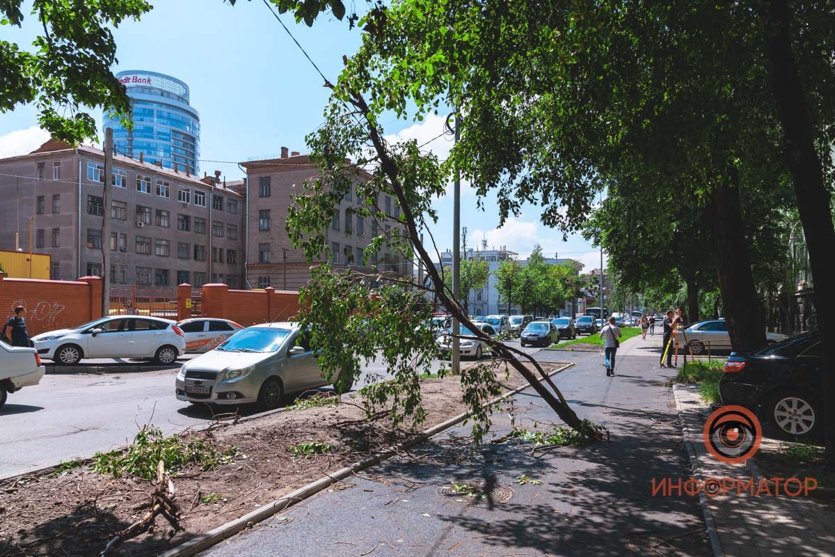 Ветка упала на тротуар