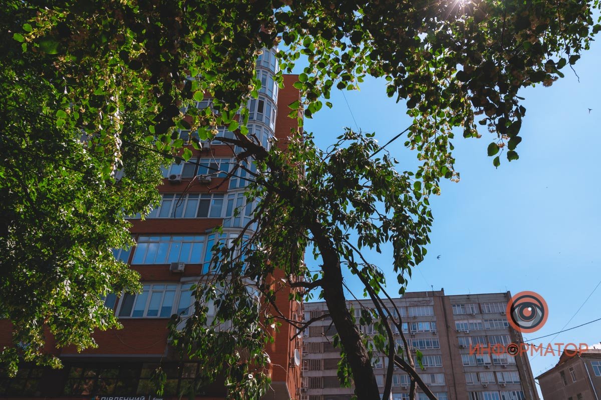 Ветка застряла на проводах