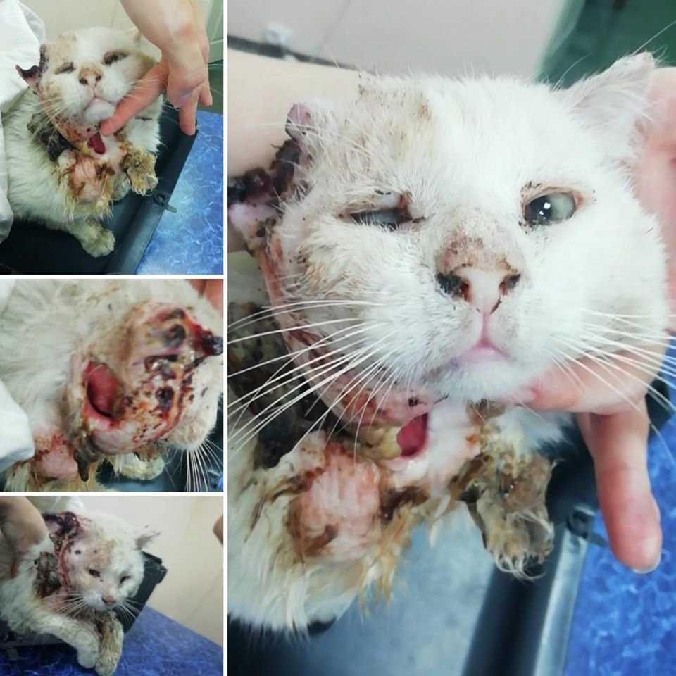 В Днепре волонтеры спасают кота, который гниет заживо 1