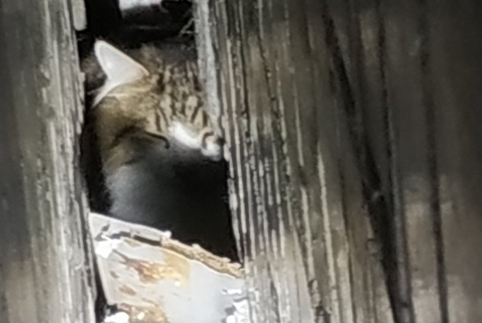 Ночью в одном из подъездов Днепра застрял кот: животное звало на помощь 1