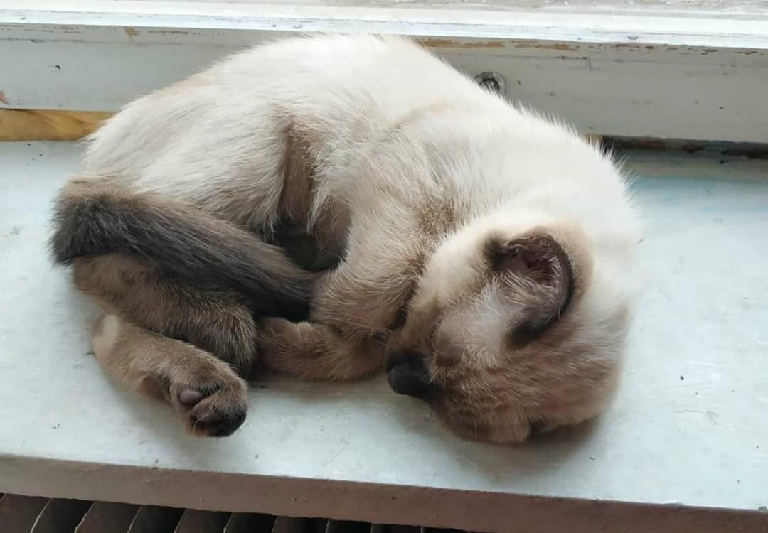 В Днепре пропало много животных: помогите найти 1