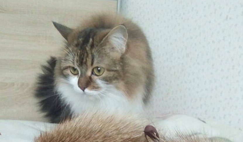 В Днепре пропало много животных: помогите найти 2