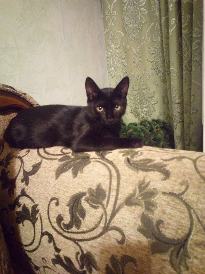 В Днепре пропало много животных: помогите найти 3