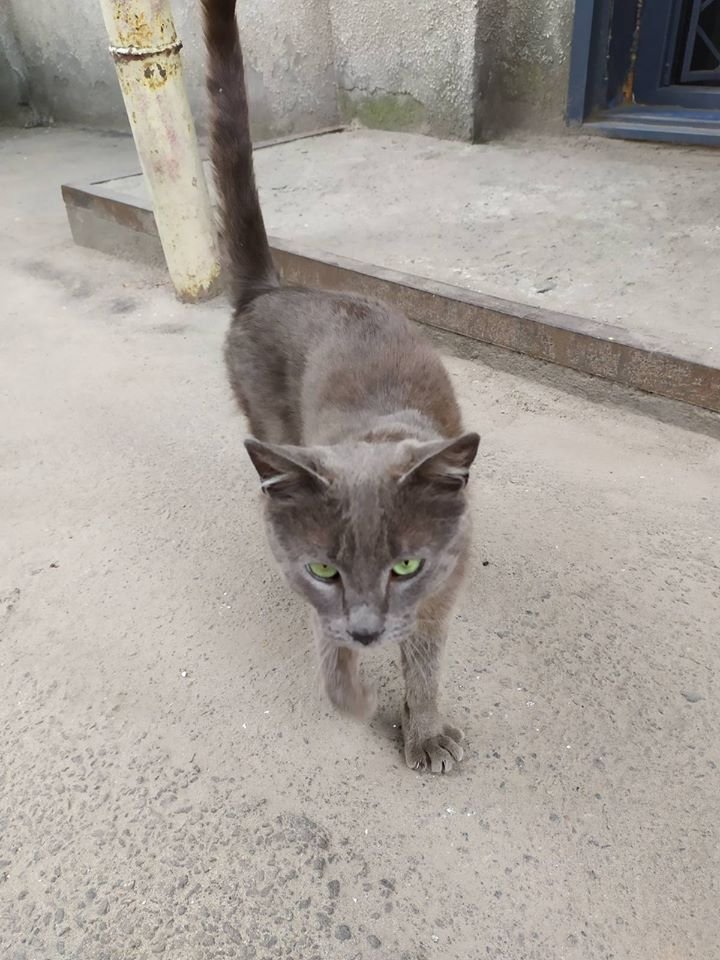 В Днепре пропало много животных: помогите найти 4