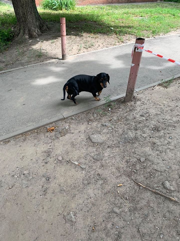 В Днепре пропало много животных: помогите найти 5