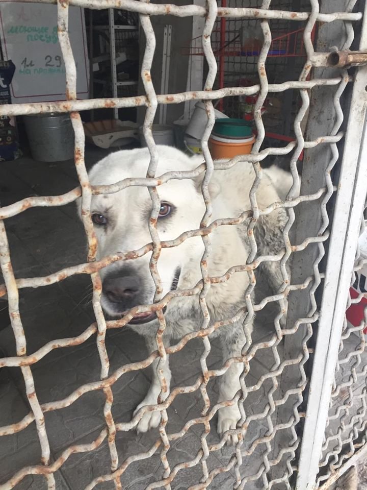 В Днепре пропало много животных: помогите найти 6