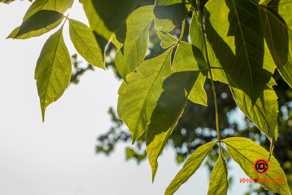 Лето в городе Лето в городе