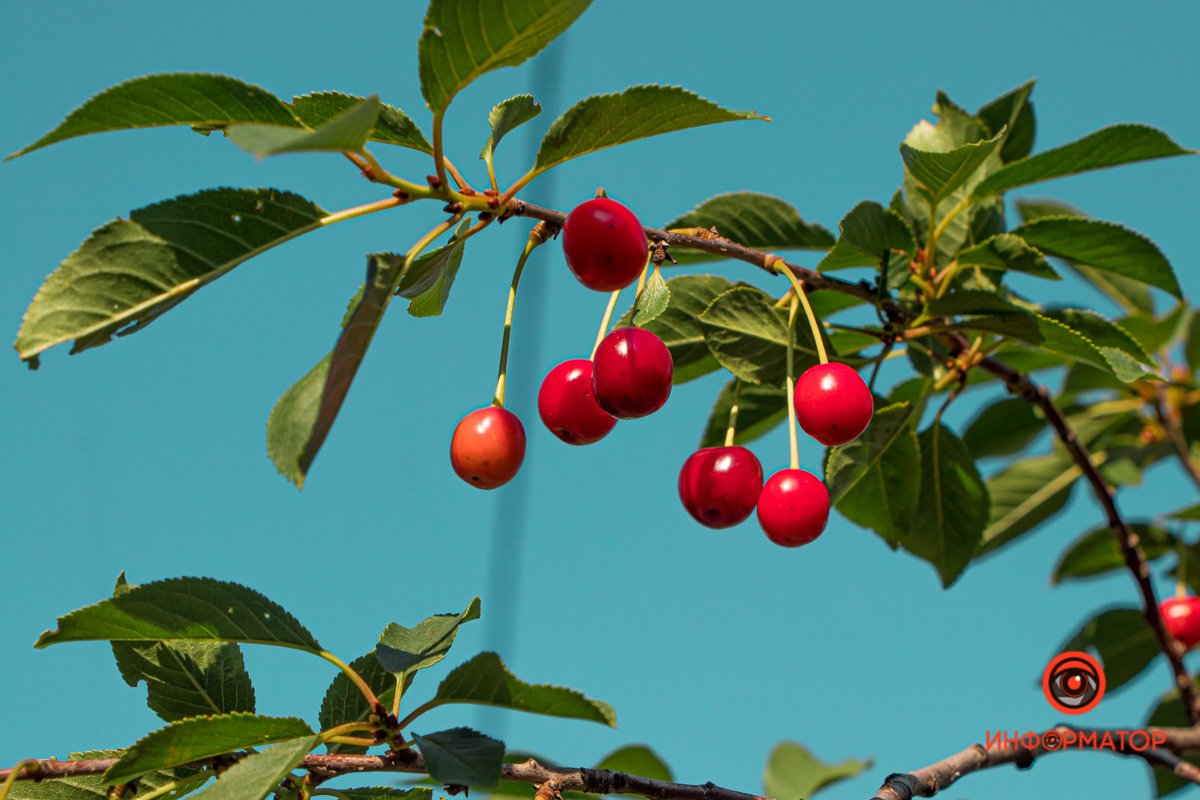 Природа цветет для вас Природа цветет для вас