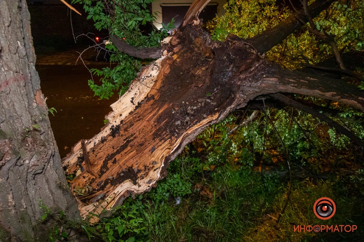 Часть ствола упала на проезжую часть