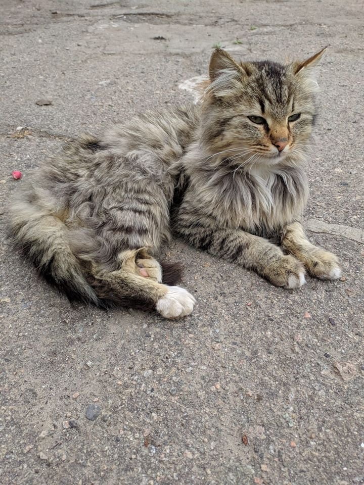 В Днепре пропало много животных: помогите найти 1