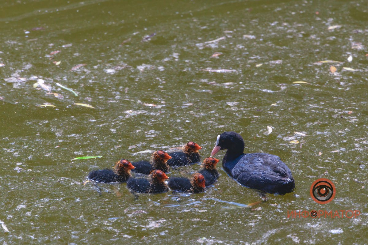 Не кормите этих птиц хлебом