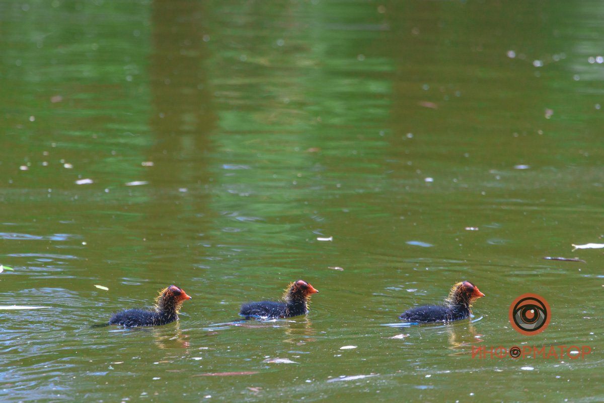 Но можете наловить сверчков
