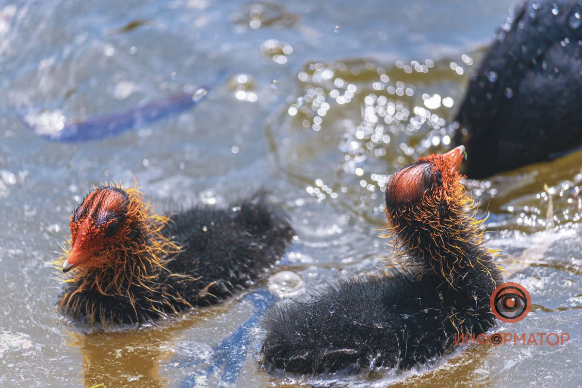 Это не уточки, если что