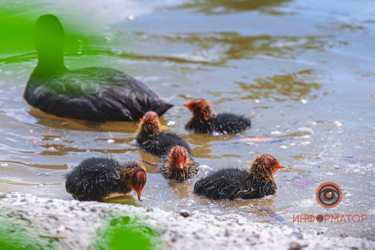 Парк Глобы - необычное место для этих птиц