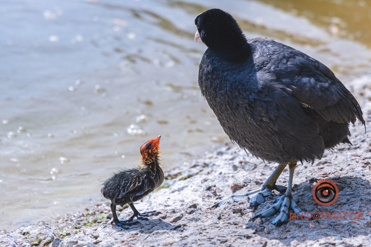 Мам, где сверчки?