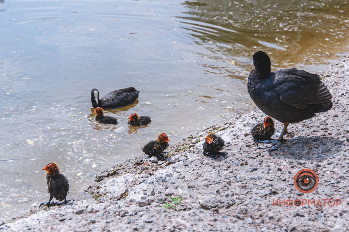 Часто эти птицы гнездятся на берегах Днепра