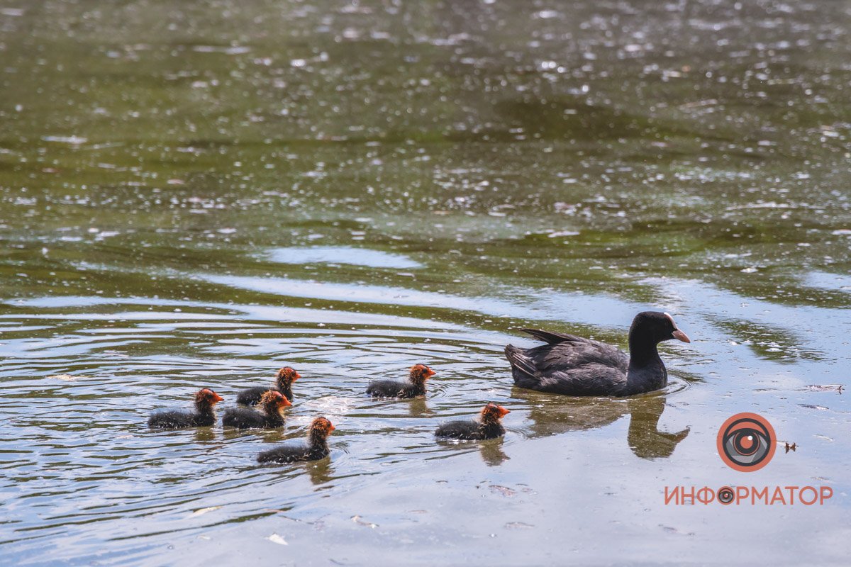 Не вредите птенцам