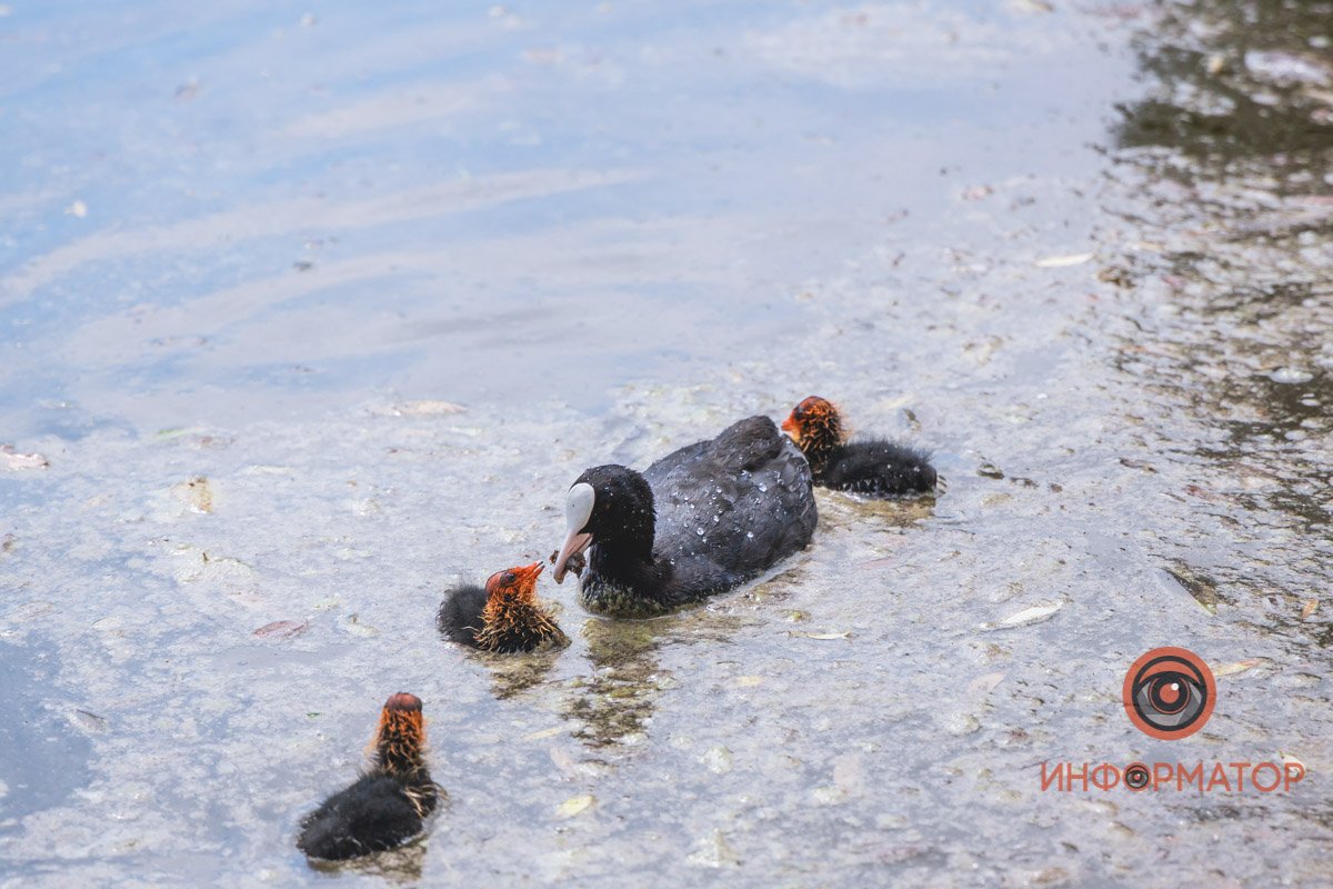 Озера - не самое подходящее место для них